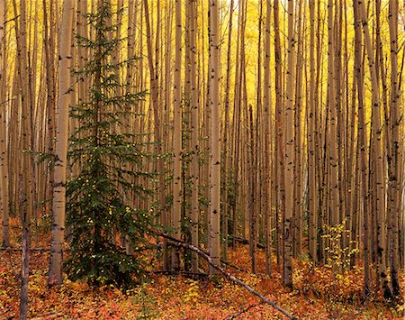 peuplier tremble - Gros plan peuplier arbres automne /nEster l'intérieur de l'Alaska Photographie de stock - Rights-Managed, Code: 854-02956052