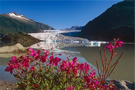 Mendenhall Glacier Lake Dwarf Fireweed Landlocked AK Southeast Tongass Natl Forest Stock Photo - Rights-Managed, Code: 854-02956069