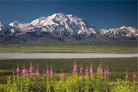 simsearch:854-02955734,k - Mt.McKinley and the Alaska Range with fireweed flowers in the foreground as seen from inside Denali National Park Alaska summer Foto de stock - Con derechos protegidos, Código: 854-02956215