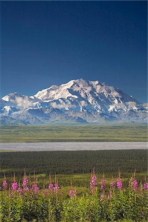 Mt.McKinley and the Alaska Range with fireweed flowers in the foreground as seen from inside Denali National Park Alaska summer Foto de stock - Con derechos protegidos, Código: 854-02956216