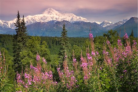 regal - Southside vue de Mt.McKinley w/épilobe centre-sud de l'Alaska l'été le long de la route des parcs Photographie de stock - Rights-Managed, Code: 854-02956246