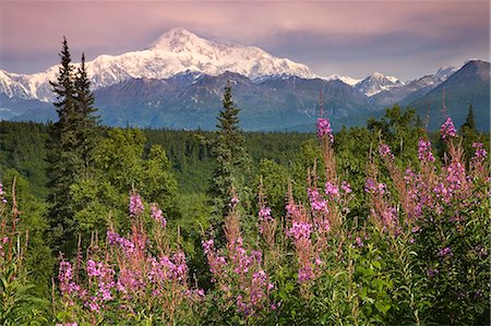 Southside view of Mt.McKinley w/fireweed Southcentral Alaska Summer along Parks Highway Stock Photo - Rights-Managed, Code: 854-02956246