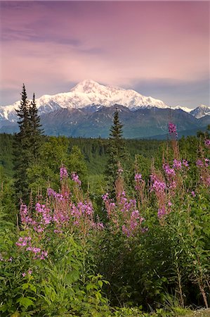 regal - Southside vue de Mt.McKinley w/épilobe centre-sud de l'Alaska l'été le long de la route des parcs Photographie de stock - Rights-Managed, Code: 854-02956247