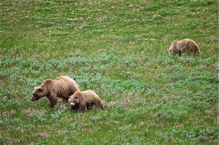 A grizzly sow and two older cubs walk and feed on the tundra in Sable Pass, Denali National Park, Alaska Stock Photo - Rights-Managed, Code: 854-03361857