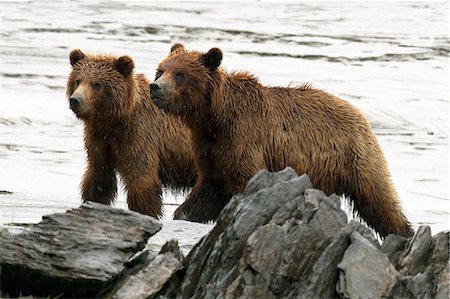 family mud - Brown Bear Siblings walk along mud flats at Bird Point during low tide, Turnagain Arm, Southcentral Alaska, Summer Stock Photo - Rights-Managed, Code: 854-03361861