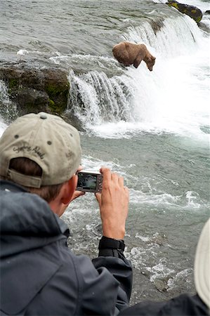 Visitor takes digital photo of brown bear feeding on sockeye salmon at Brooks Falls,  Katmai National Park, Southwest, Alaska Foto de stock - Con derechos protegidos, Código: 854-03361874