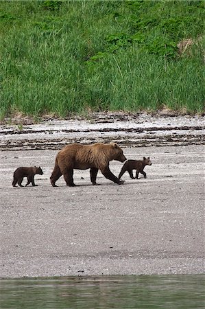 Grizzly sow walks with young cubs along the coastline at Katmai National Park, Alaska Stock Photo - Rights-Managed, Code: 854-03361879