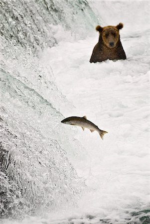 A brown bear looks on as a sockeye tries to jump over Brooks Falls, Katmai National Park, Alaska/n Stock Photo - Rights-Managed, Code: 854-03361885