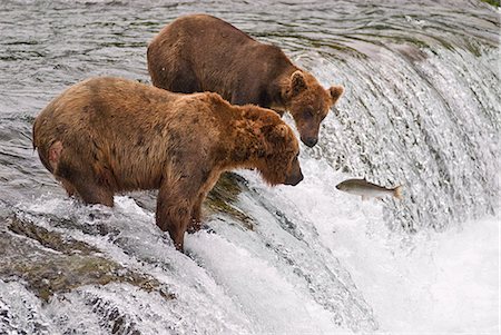 Two brown bears watch as a sockeye tries to jump past them at Brooks Falls in Katmai National Park, Southwest Alaska Stock Photo - Rights-Managed, Code: 854-03361887