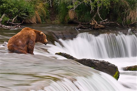 A large brown bear patiently sits at Brooks Falls for a salmon to jump over the falls, Katmai National Park, Southwest Alaska, Summer. Stock Photo - Rights-Managed, Code: 854-03361888