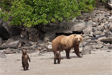 A spring cub stands up for a better look while walking on a beach with mother and sibling in Geographic Harbor, Katmai National Park, Alaska Stock Photo - Rights-Managed, Code: 854-03361880