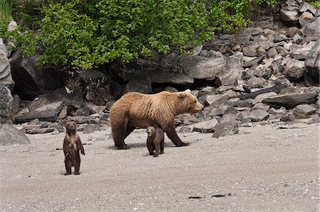 A spring cub stands up for a better look while walking on a beach with mother and sibling in Geographic Harbor, Katmai National Park, Alaska Stock Photo - Rights-Managed, Code: 854-03361881