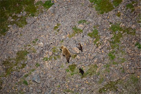 Aerial view of a sow and cubs on Pig Mountain near the Pebble Deposit, Southwest, Alaska, Summer Stock Photo - Rights-Managed, Code: 854-03361883