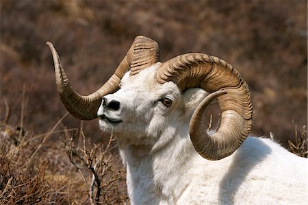 snow sun portrait - Close up portrait of a full-curl Dall Sheep ram, Denali National Park, Interior Alaska, Spring Stock Photo - Rights-Managed, Code: 854-03361895