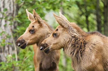 eagle river - Two newborn moose calves keep watchful eyes on an intruder moose in a residential backyard, Eagle River in Southcentral Alaska, Summer Foto de stock - Direito Controlado, Número: 854-03361905