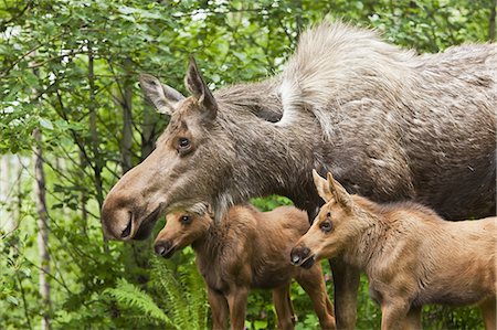 Two newborn moose calves and their mother keep watchful eyes on an intruder moose in a residential backyard, Eagle River in Southcentral Alaska, Summer Foto de stock - Con derechos protegidos, Código: 854-03361907