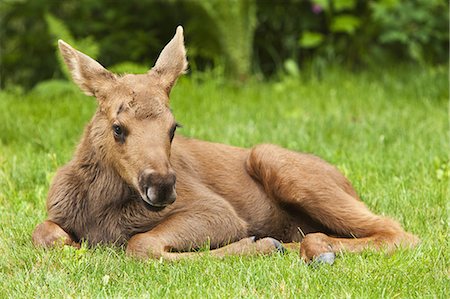 eagle river - Newborn moose calf rests in a residential backyard in Eagle River, Southcentral Alaska, Summer Foto de stock - Direito Controlado, Número: 854-03361902