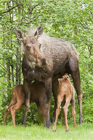 eagle river - Two newborn moose calves nurse from their their mother in a residential backyard, Eagle River,Southcentral Alaska,  Summer Foto de stock - Direito Controlado, Número: 854-03361910