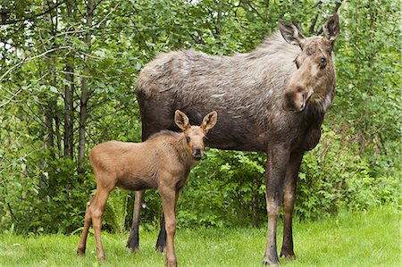 eagle river - Newborn moose calf and her mother forage in a residential backyard in Eagle River in Southcentral Alaska, Summer Foto de stock - Direito Controlado, Número: 854-03361911