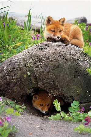 Rotfuchs-Kits spielen, um Den Katmai-Nationalpark Küste Südwesten Alaskas Sommer Stockbilder - Lizenzpflichtiges, Bildnummer: 854-03361934