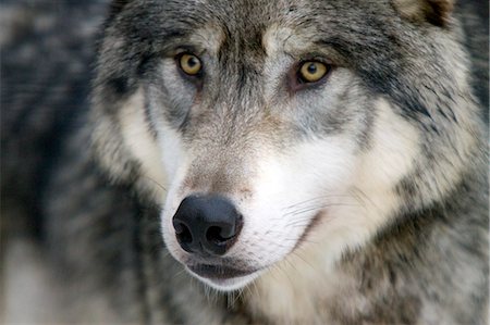 Close up Portait of Adult Gray Wolf, Alaska Wildlife Conservation Center, Southcentral Alaska, Winter, CAPTIVE Stock Photo - Rights-Managed, Code: 854-03361953