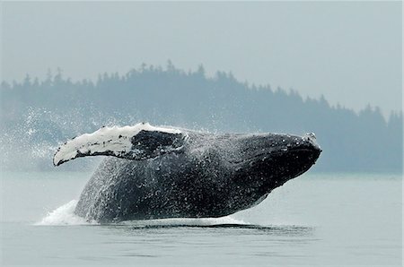 Humpback whale breaching near Juneau during Summer in Southeast Alaska Foto de stock - Con derechos protegidos, Código: 854-03361984