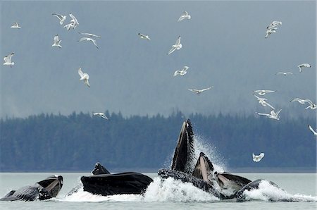 Humpback whale bubble net feeding for herring near Juneau with gulls overhead during Summer in Southeast Alaska Stock Photo - Rights-Managed, Code: 854-03361987