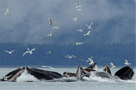 seagull flying - Humpback whale bubble net feeding for herring near Juneau with gulls overhead during Summer in Southeast Alaska Stock Photo - Rights-Managed, Code: 854-03361988