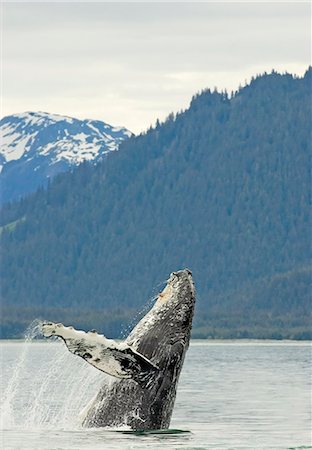 parco nazionale della baia del ghiacciaio - Humpback whale breaches near Glacier Bay National Park, Alaska Fotografie stock - Rights-Managed, Codice: 854-03361989