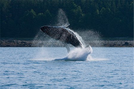 A humpback whale calf breaches, Dundas Bay, Glacier Bay National Park, Inside Passage, Alaska. Stock Photo - Rights-Managed, Code: 854-03361981