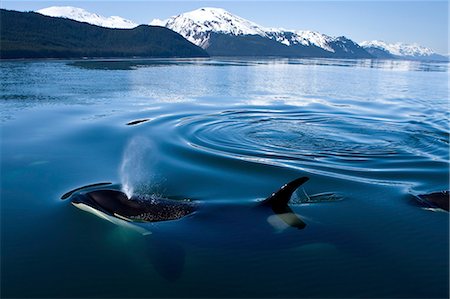 Orca Whales surface in Lynn Canal with the Chilkat Mountains in the distance, Inside Passage, Alaska Foto de stock - Direito Controlado, Número: 854-03361997