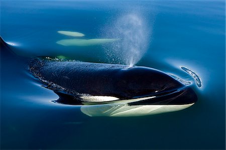 Orca Whale surfaces in Lynn Canal, Inside Passage, Alaska Stock Photo - Rights-Managed, Code: 854-03361998