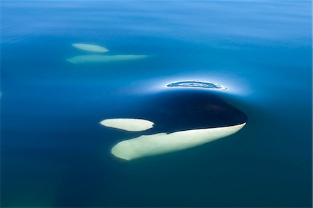 spout - Orca Whale surfaces in Lynn Canal, Inside Passage, Alaska Stock Photo - Rights-Managed, Code: 854-03361999