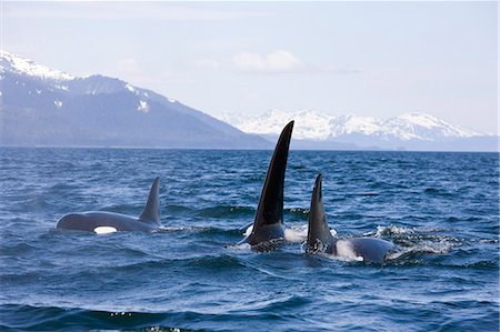 Orca Whales surface in Lynn Canal with Chilkat Mountains in the distance, Inside Passage, Alaska Stock Photo - Rights-Managed, Code: 854-03362007