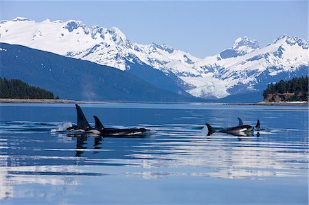 Orca surface in Lynn Canal near Juneau with Herbert Glacier and Coast Range beyond, Inside Passage, Alaska Foto de stock - Con derechos protegidos, Código: 854-03362008