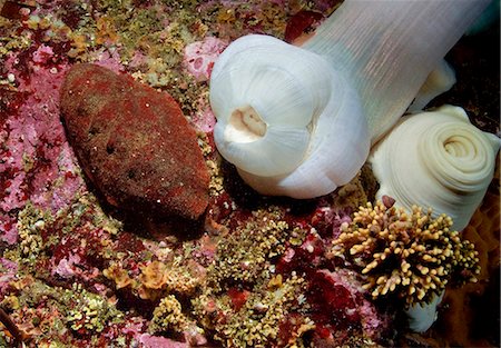 Vue sous-marine d'un Chiton Gumboot ou géant du Pacifique Chiton Photographie de stock - Rights-Managed, Code: 854-03362038