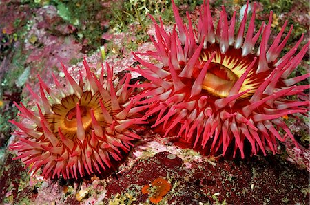 simsearch:854-03362040,k - Underwater close up of two Christmas Anemone, British Columbia, Canada Foto de stock - Con derechos protegidos, Código: 854-03362047