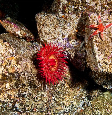 simsearch:854-03362040,k - Underwater close up of a Christmas Anemone, British Columbia, Canada Foto de stock - Con derechos protegidos, Código: 854-03362048