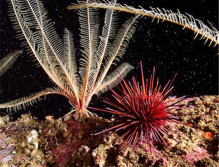 Underwater close up of a Purple Sea Urchin, British Columbia, Canada Foto de stock - Con derechos protegidos, Código: 854-03362040