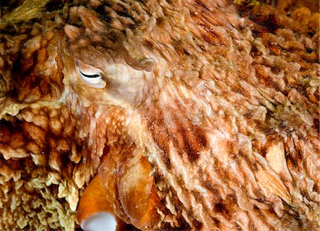 Underwater close up of a Giant Pacific Octopus, British Columbia, Canada Stock Photo - Rights-Managed, Code: 854-03362041