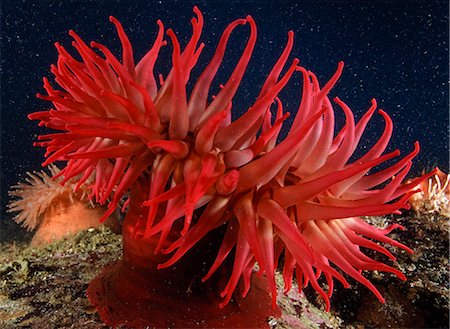 Underwater close up of a Christmas Anemone, British Columbia, Canada Stock Photo - Rights-Managed, Code: 854-03362042