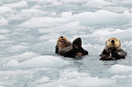 simsearch:854-03538371,k - Sea Otters swim in an ice floe at Harvard Glacier in Prince William Sound, Southcentral Alaska, Summer Foto de stock - Con derechos protegidos, Código: 854-03362057