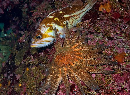 simsearch:854-03362040,k - Underwater close up of a Sunflower Sea Star and fish, British Columbia, Canada Foto de stock - Con derechos protegidos, Código: 854-03362050