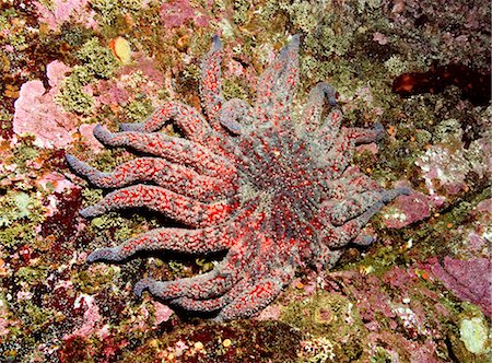 simsearch:854-03362040,k - Underwater close up of a Sunflower Sea Star, British Columbia, Canada Foto de stock - Con derechos protegidos, Código: 854-03362051