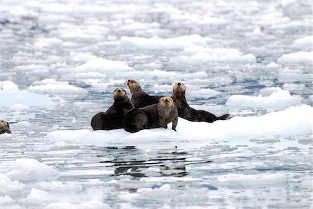 prince william sound - La loutre de mer terre sur une banquise à Yale Glacier en été de Prince William Sound, centre-sud de l'Alaska, Photographie de stock - Rights-Managed, Code: 854-03362065