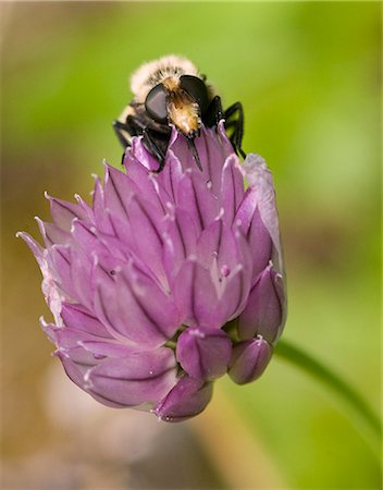 A bumblebee sips nectar from a wild flower near Newhalen, Bristol Bay, Southwest Alaska, Summer Foto de stock - Con derechos protegidos, Código: 854-03362069