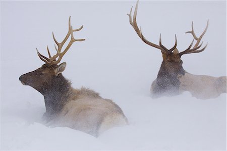 Two Bull Elk lying in deep snow, Alaska Wildlife Conservation Center, Southcentral Alaska, Winter, CAPTIVE Stock Photo - Rights-Managed, Code: 854-03362071