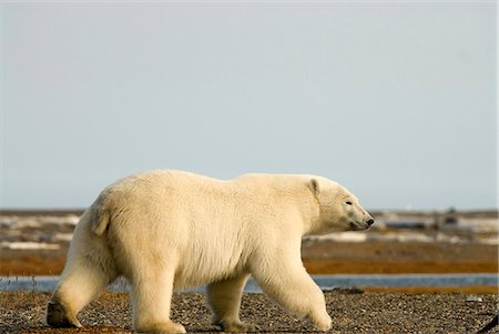 Ours polaire bloqués par la glace fondre près de Kaktovik en Alaska Photographie de stock - Rights-Managed, Code: 854-03362114