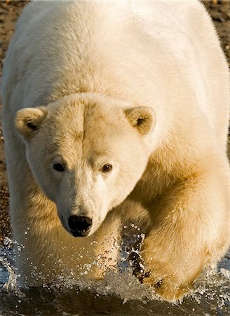 Polar bear walking into the coastal waters near Kaktovik, Alaska Stock Photo - Rights-Managed, Code: 854-03362115