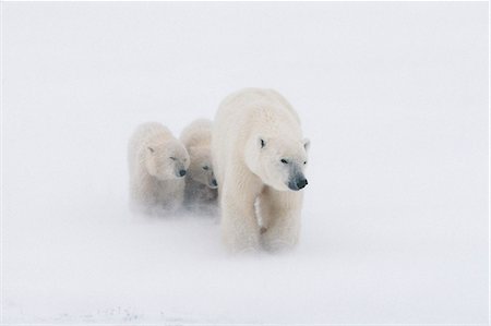 Mother Polar Bear & 2 Cubs in Snow Storm Churchill Canada Winter Foto de stock - Con derechos protegidos, Código: 854-03362112